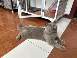 Open Adopsi BSH