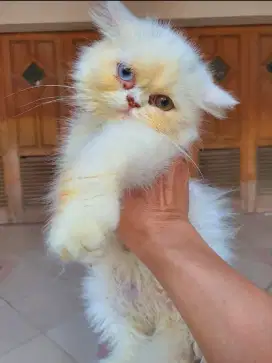 Kucing Flatnose Long Hair mata ODD EYE Langka Lucu Sehat Siap Adopsi