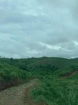 Tanah Lahan Perkebunan Cocok Untuk Tempat Wisata Di Cianjur S8539