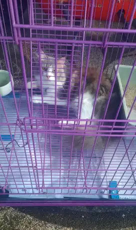 Kucing persis + kandang