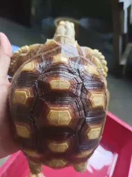 Jual kura kura sulcata size 25cm