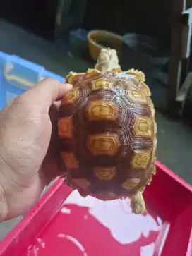 Jual kura kura sulcata size 23cm