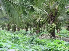 Pohon kelapa kuning pohon kelapa ijo pohon kelapa genjah entok dll #11