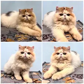 Kucing persia peaknsoe