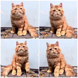 Kucing persia peaknose jantan