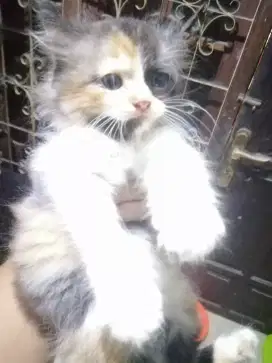 Kitten Persia Betina 3 bulan, Warna Calico