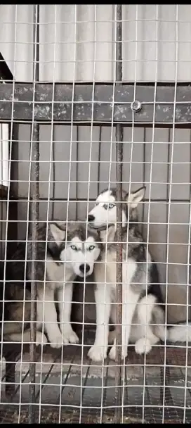 Husky x malamute