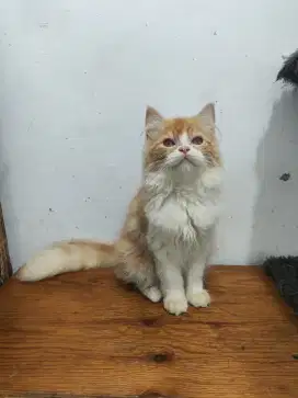 Jual cepat persia flatnose longhair