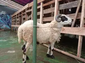 JUAL HEWAN DOMBA UNTUK QURBAN HARGA 4 JTAN