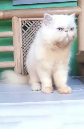 Kucing Peaknose Long Hair