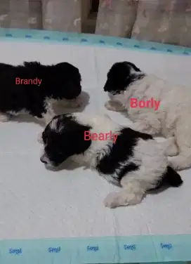Party Toy Poodle Jantan & Apricot Light Tiny Betina Kosongan