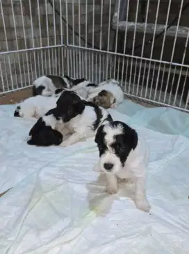 Toy Party Poodle Male & Tiny Apricot Light Poodle Female ( Kosongan )