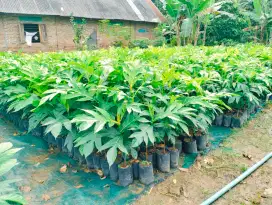 Bibit sukun manis