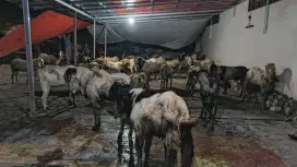 kambing kurban murah