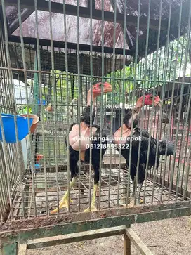 Ayam saigon jantan