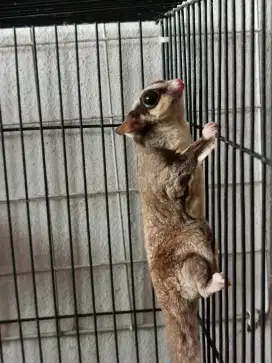 Hewan Sugar Glider / Tupay Terbang