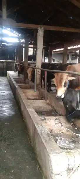 Sapi qurban limosin,metal,brangus dll