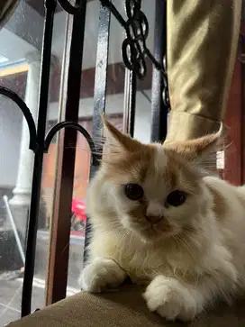 Persia norwegian x peaknose nego