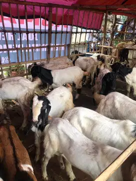 Hewan kurban kambing domba