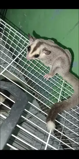 SUGAR GLIDER LOWMOZA WHITE TIP BETINA