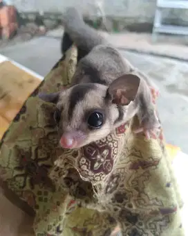 Joey sugar glider classic grey het leu