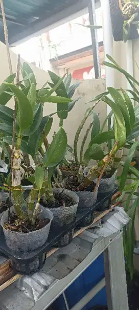 Anggrek Dendrobium