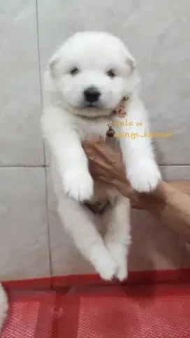 Di jual puppies samoyed