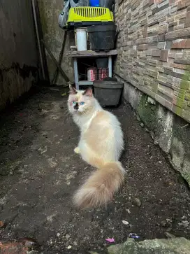 Kucing hima mix ragdoll