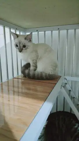 Kucing snow mix ragdoll