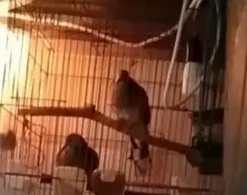 Tekukur Kelantan Sepasang 5 Kali Produksi