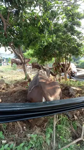 Ready tenaga antar jemput sekolah / kerja