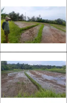 Dijual lahan pemukiman view sawah abadi