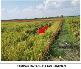 KELURAHAN SUKOSEWU, KECAMATAN SUKOSEWU, KABUPATEN BOJONEGORO