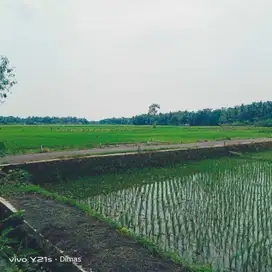 dijual sawah produktif di bantul trimurti srandakan bantul