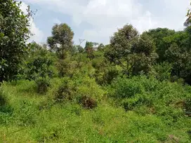 Kebun durian, alpukat, manggis, jengkol,dll