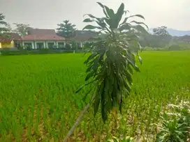 Dijual Tanah Sawah Belakang SMKN 1 Sukatani Purwakarta