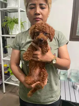 Anjing pudel pintar