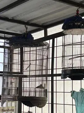 JUAL CEPAT KANDANG BURUNG MURAI + LOVEBIRD KONDISI BAIK