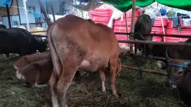 Sapi qurban banyak pilihan