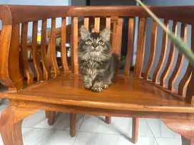 Kucing Munchkin