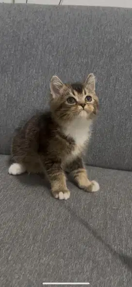 Kucing Bsh x scottish