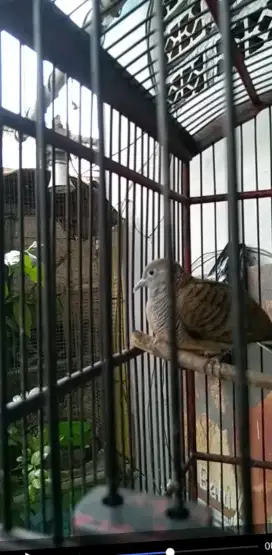 Burung perkutut lokal bunyi, rawatan,usia muda