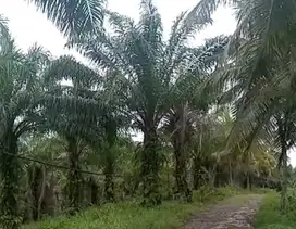 Dijual kebun kelapa dan sawit di lampung selatan