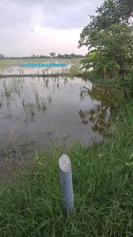 Dijual tanah /sawah area Indramayu Ja-Bar,luas 3199m ,harga 250rb/m