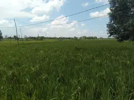 KELURAHAN WADANG, KECAMATAN, NGASEM, KABUPATEN BOJONEGORO