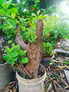 Tanaman cangkok jambu merah
