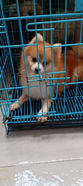 Anjing Mini Pom