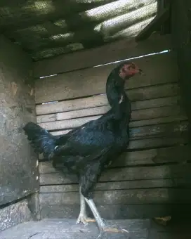 Ayam betina bangkok bodi gemoy