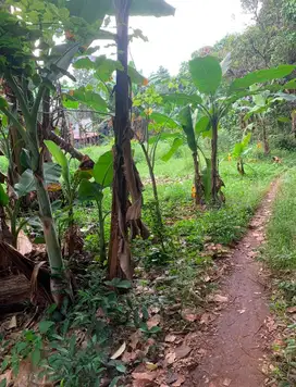 Di jual Tanah di desa Gandoang Cileungsi