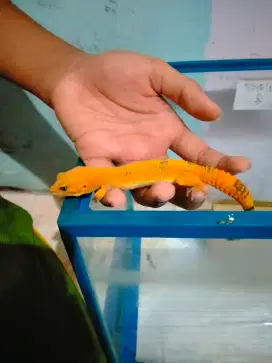 Gecko geyco sunglow
